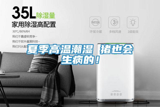 夏季高溫潮濕 豬也會生病的！