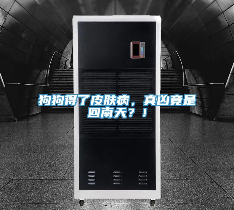 狗狗得了皮膚病，真兇竟是回南天？！